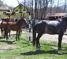 Cu-caii-la-Ghiocelul-2688