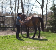 Cu-caii-la-Ghiocelul-2692